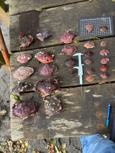 3288e841f99490cfe434a4963088f0877198fe39