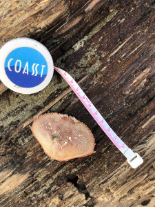 fb30baeddf32317d0c04812a275ea0062bfd0f64