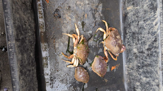 393ad5831056339c4b8eb04027be899db084b9a0