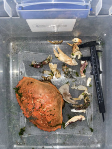 44c4fa1d6c12b0de636a6aa69f15c92527639dbc