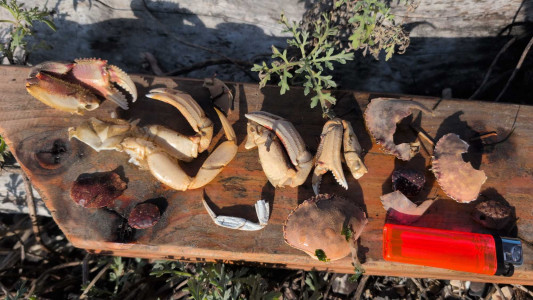 37a86e5c101ca812354e4322c21f4f5210fcc174