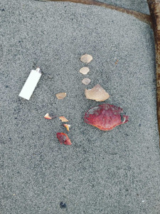 9271d664067d00bff0241db86423cf118630ab28