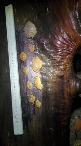 475429abd8b65087e7c2671420189fd7fcf10ce6