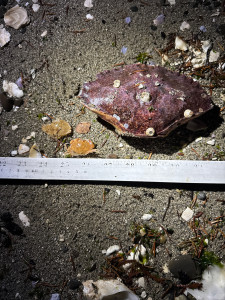 fe4cfb7dbcc0e4e8b3b48fa996ba0cc0d7377ed0