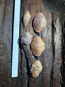 04748c88a84ad3d1a822f08a5a08ea9f30615fac