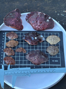 535e03e01ff8b94ddadd99da2651a3fc966ab40d