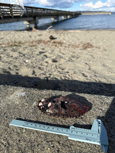 6ff34b583c929d9f46338baf7f8bc1f1d87d4a8e