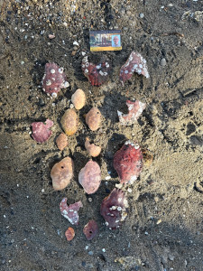 cf2edcbbf37c649fcdb00b2e387e01f37c7a1be5