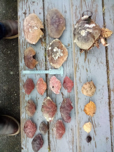 d5ecc737a7d59785575b0bb472ad2992ec1e3ee4